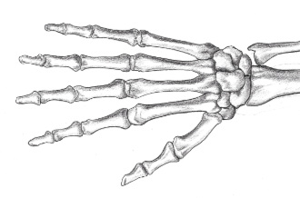 Skeleton Hand Sketch At Paintingvalley Com Explore Collection Of Skeleton Hand Sketch