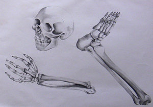 300x211 Skeleton Hand Drawings Fine Art America - Skeleton Hand Sketch
