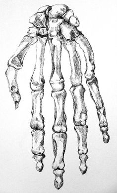 236x388 Skeleton Hand Drawing. Drawing Drawings, Skeleton - Skeleton Hand Sketch