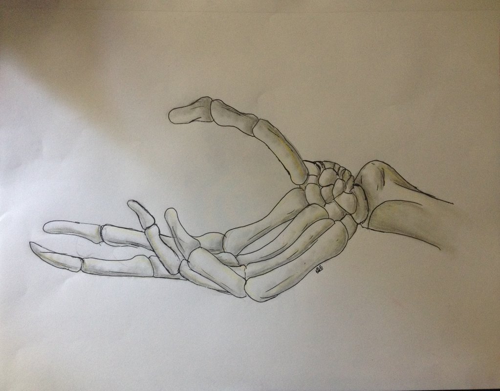 1023x800 Skeleton Hand Sketch By Kawiidinogirl - Skeleton Hand Sketch