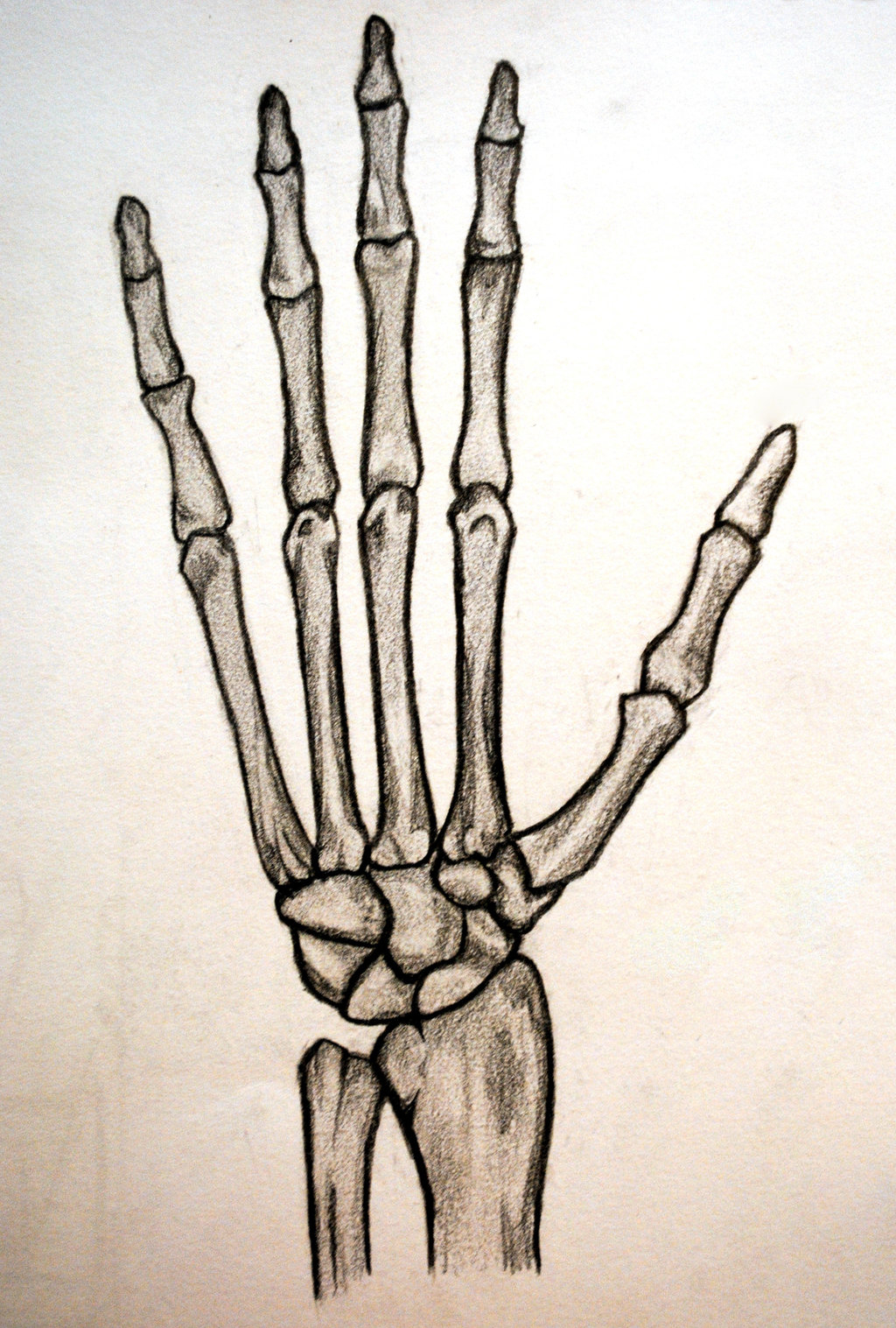 Skeleton Hand Sketch at Explore collection of