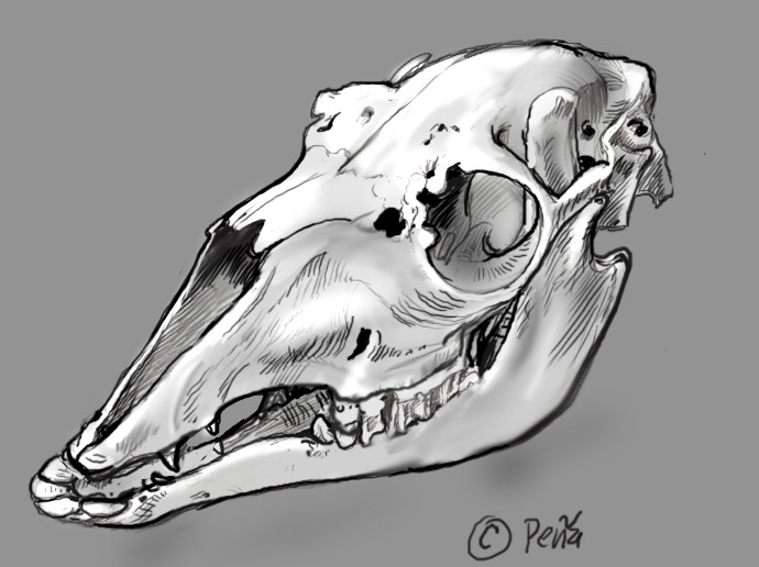 690x516 Llama Skull Sketch By Reptangle - Skeleton Head Sketch