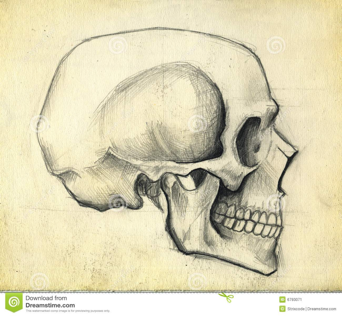Рисунок черепа с обоснованием