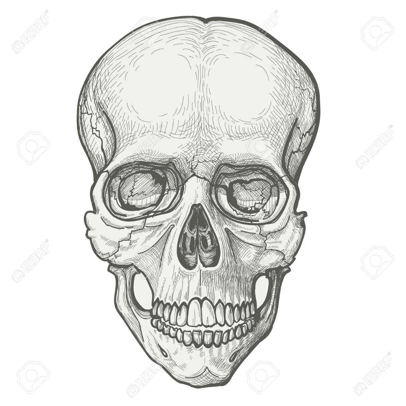 1300x1300 Skeleton Head Sketch Human Skull Drawing Royalty Free Cliparts - Skeleton Head Sketch