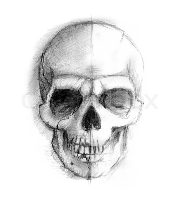 734x800 Drawing Human Skull Stock Photo Colourbox - Skeleton Head Sketch