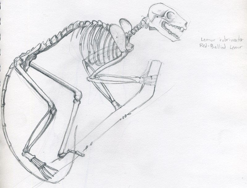 800x607 Lemur Skeleton Sketch, Museum Of Natural History Meaghan Horner - Skeleton Sketch