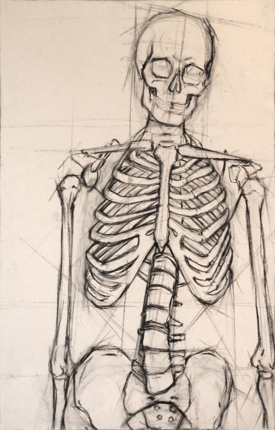 564x881 Untitled - Skeleton Sketch