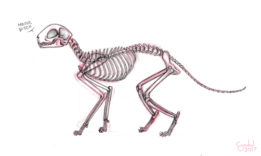 1024x614 Cat Skeleton Sketch By Cyndalcreates - Skeleton Sketch