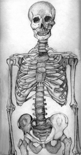 313x600 Collection Of Full Skeleton Drawing High Quality, Free - Skeleton Sketch Easy