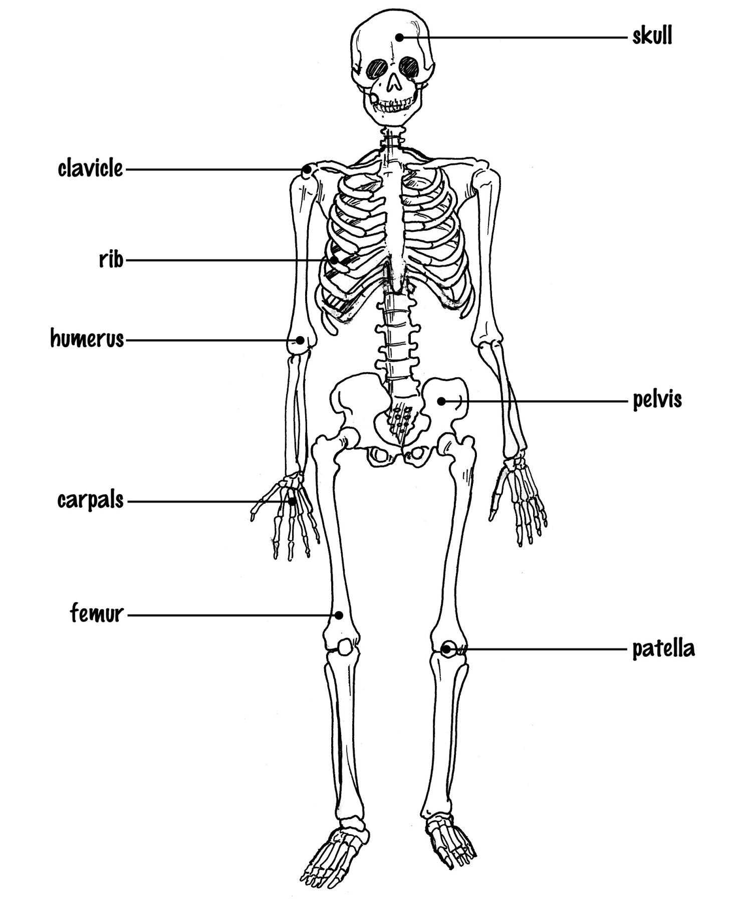 1493x1798 How To Draw Human Skeleton Diagram - Skeleton Sketch Easy