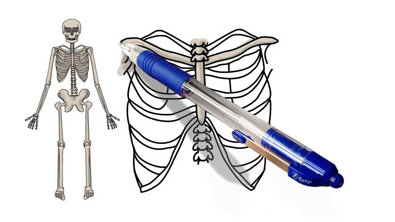 1280x720 How To Draw Or Sketch Art Of Skeleton System Of Human Body Step By - Skeleton Sketch Easy