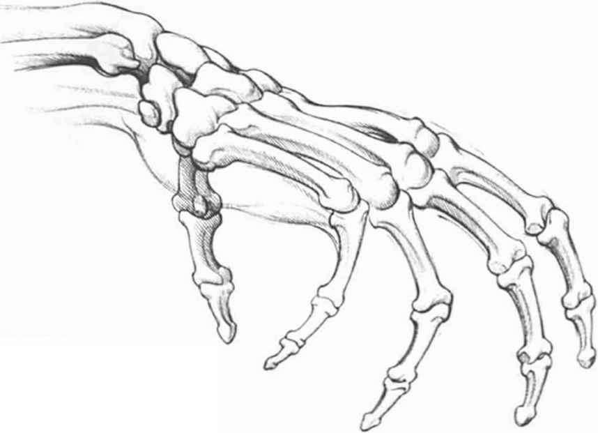 Нарисовать кость карандашом. Скелет кисти руки сбоку. Рука скелета сбоку. Костяная рука. Рука скелета референс.