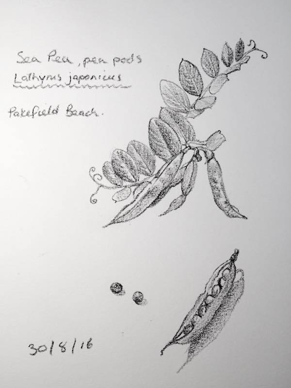 600x800 Day 243, Of My 2016 Sketch A Day Challenge - Sketch A Day Challenge