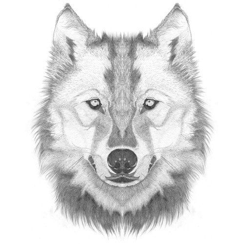 500x499 How To Draw A Wolf Head Step By Step Lesson - Sketch A Wolf