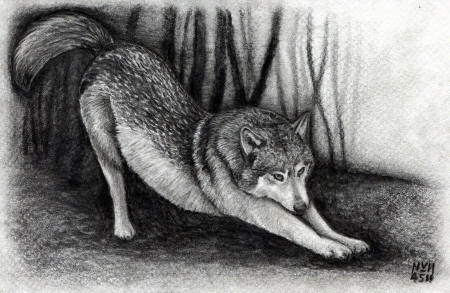 900x586 How To Draw A Wolf By Finalprodigy - Sketch A Wolf