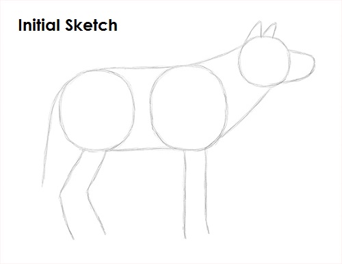 500x386 How To Draw A Wolf - Sketch A Wolf