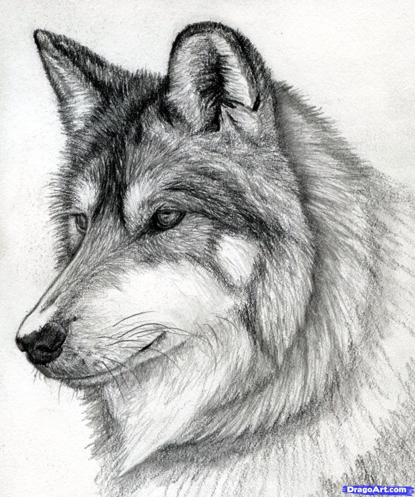 Sketch A Wolf At Paintingvalley Com Explore Collection Of Sketch