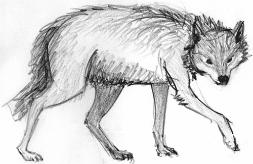 500x325 Wolf - Sketch A Wolf