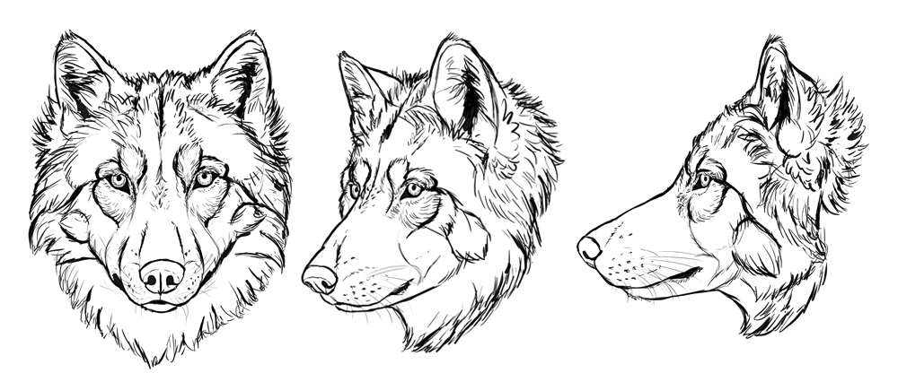1000x416 Wolf Drawing - Sketch A Wolf