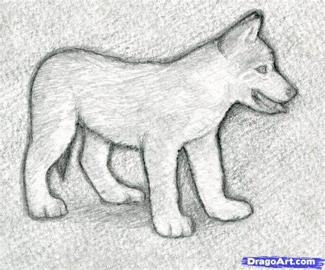 474x394 How To Draw A Wolf Pup. How To Draw A Wolf Puppy Step - Sketch A Wolf