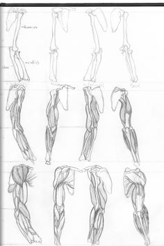 Human Arm Sketch at PaintingValley.com | Explore collection of Human ...
