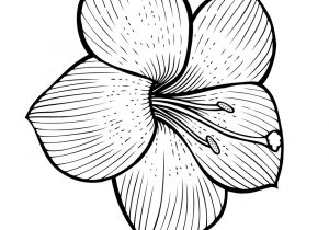 300x210 Flower Sketch Art Flower Sketch Book 1hotaru No Mayowasu On - Sketch Art Flowers