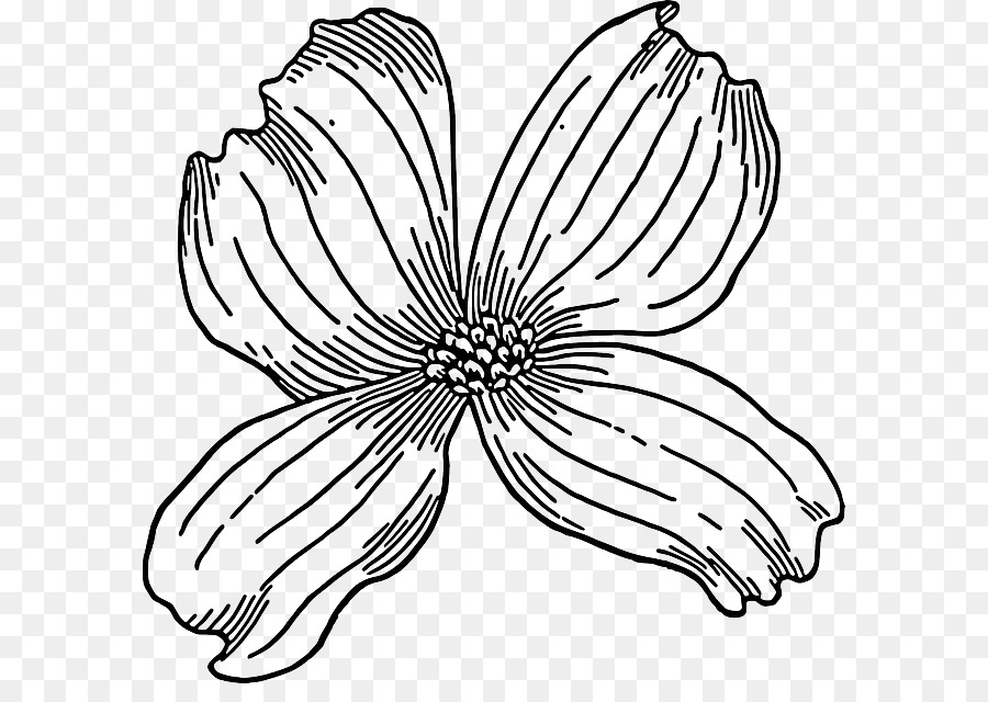 900x640 Flowering Dogwood Drawing Clip Art - Sketch Art Flowers