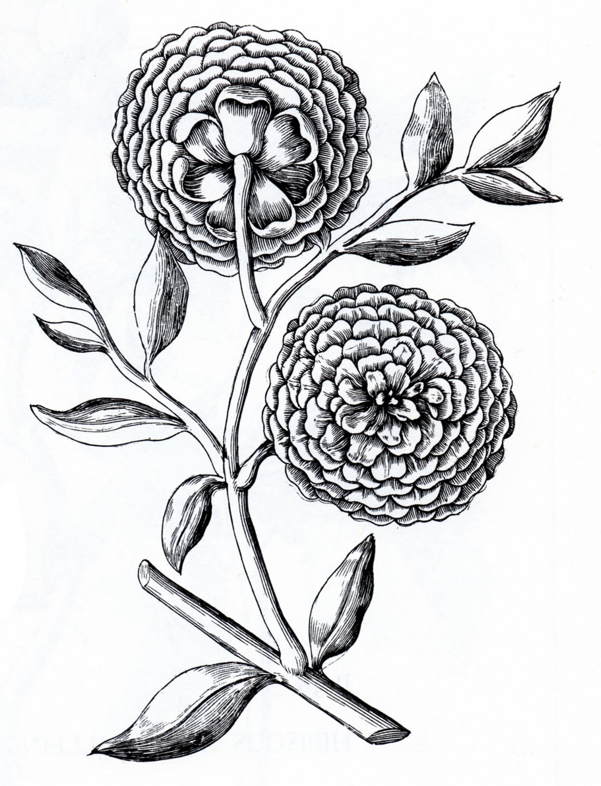 1223x1600 Sketch Clipart Vintage Flower - Sketch Art Flowers