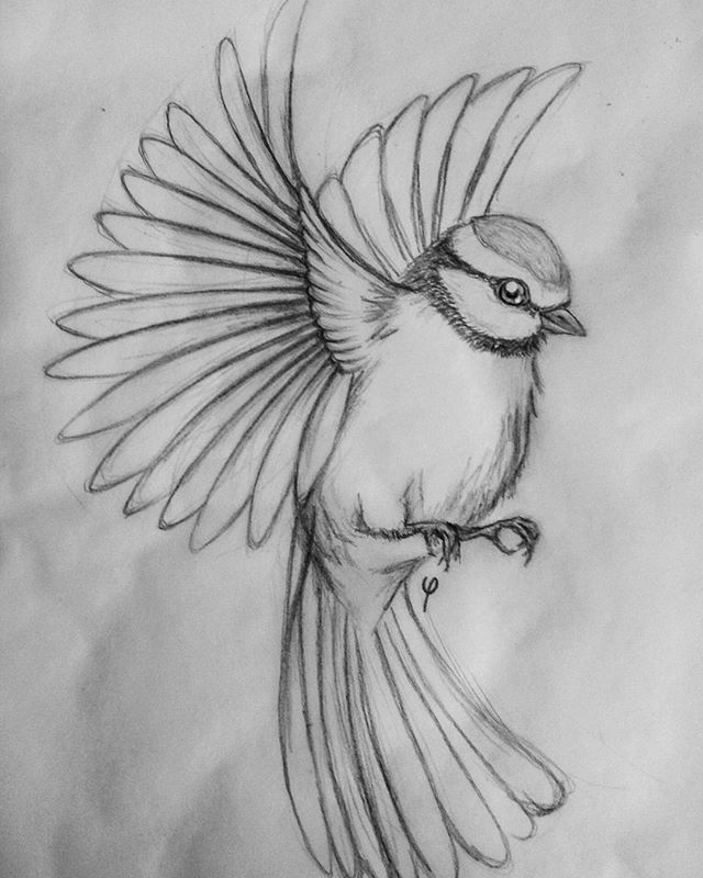 640x800 Flying Bird Drawing, Pencil, Sketch, Colorful, Realistic Art - Sketch Art Images
