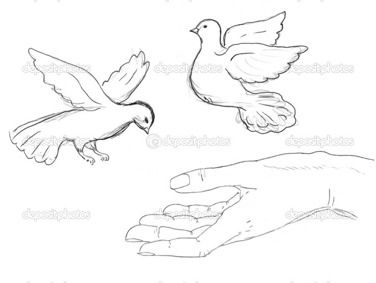 736x554 Drawn Bird Flight Drawing - Sketch Bird Flying