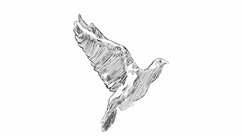 500x281 Fly Away Gif - Sketch Bird Flying