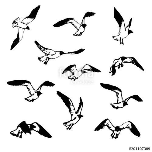 500x500 Hand Drawn Flying Seagulls. Black And White Illustration Sketch - Sketch Bird Flying