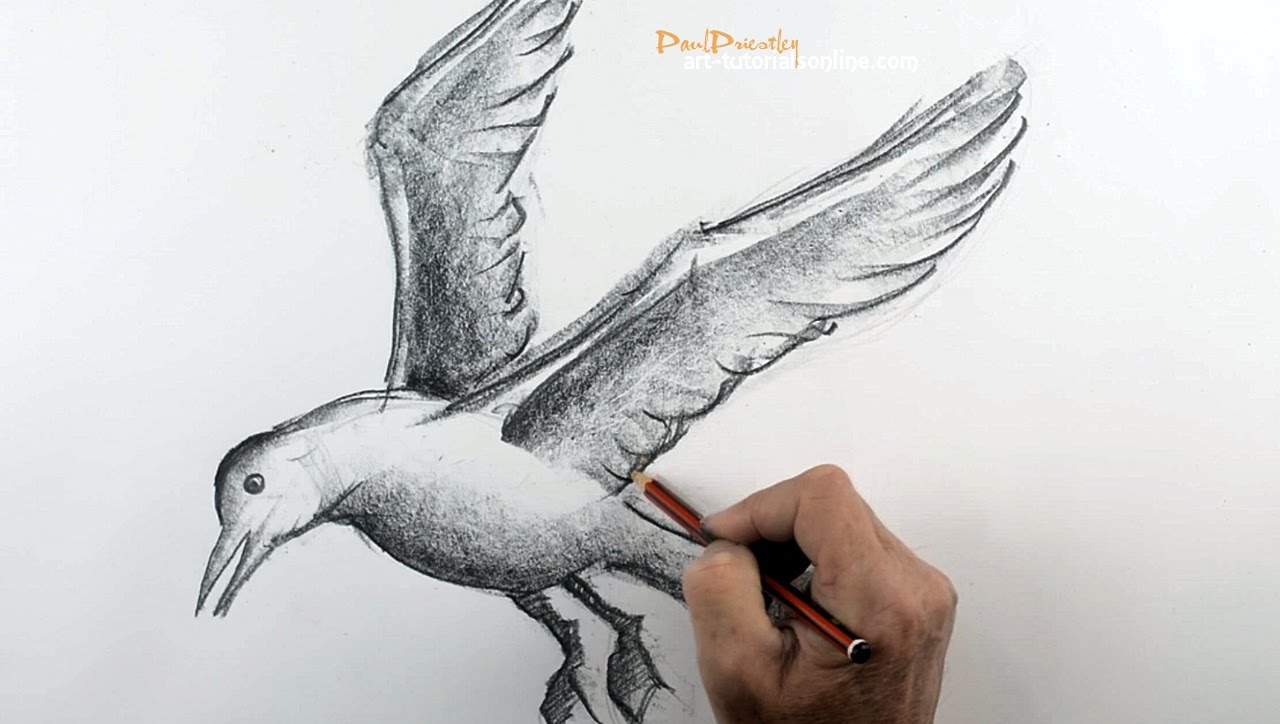 1280x724 How To Draw A Bird Flying 2 - Sketch Bird Flying