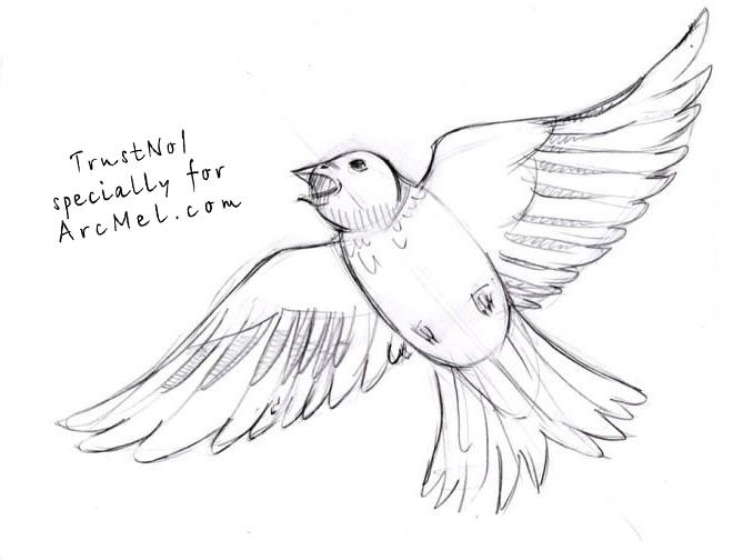 678x504 How To Draw A Bird Step By Step Easy With Pictures Birds - Sketch Bird Flying