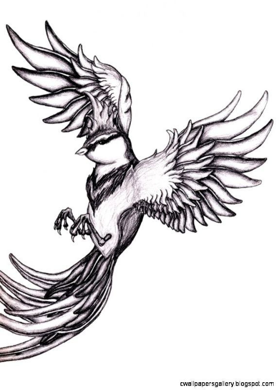 574x800 Birds Flying In The Sky Drawing Gallery Parrots - Sketch Bird Flying