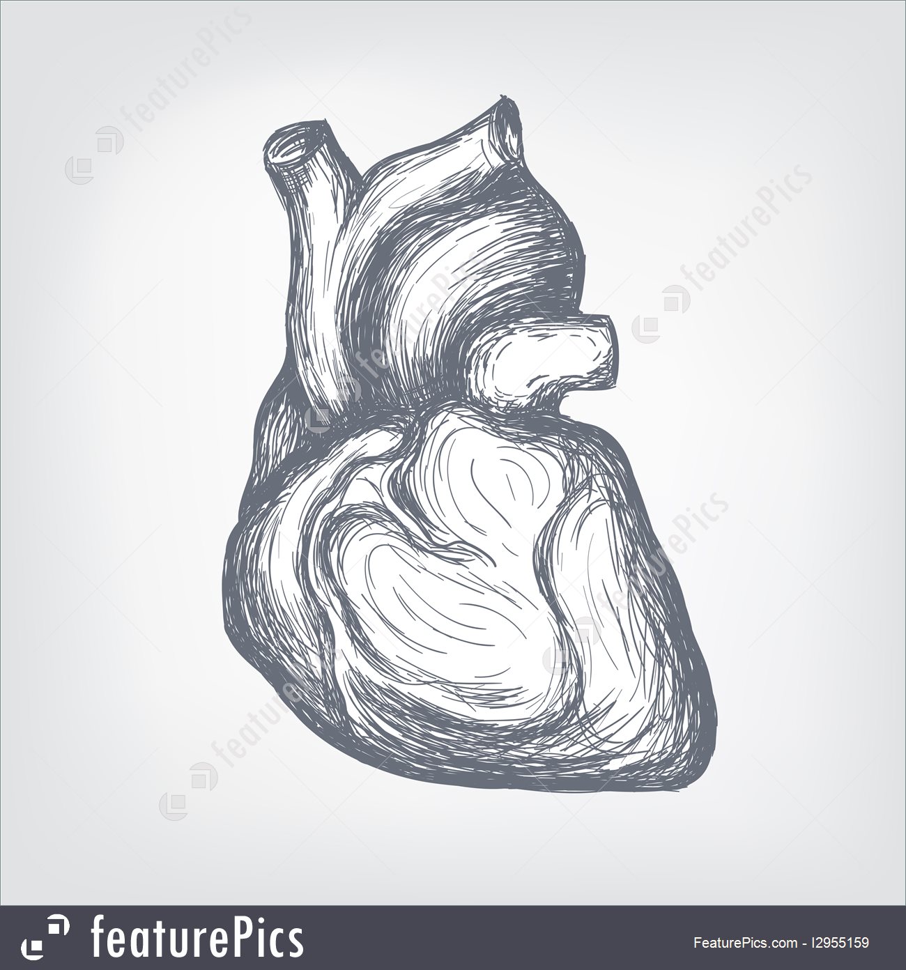 1300x1392 Illustration Of Human Heart - Sketch Body Parts