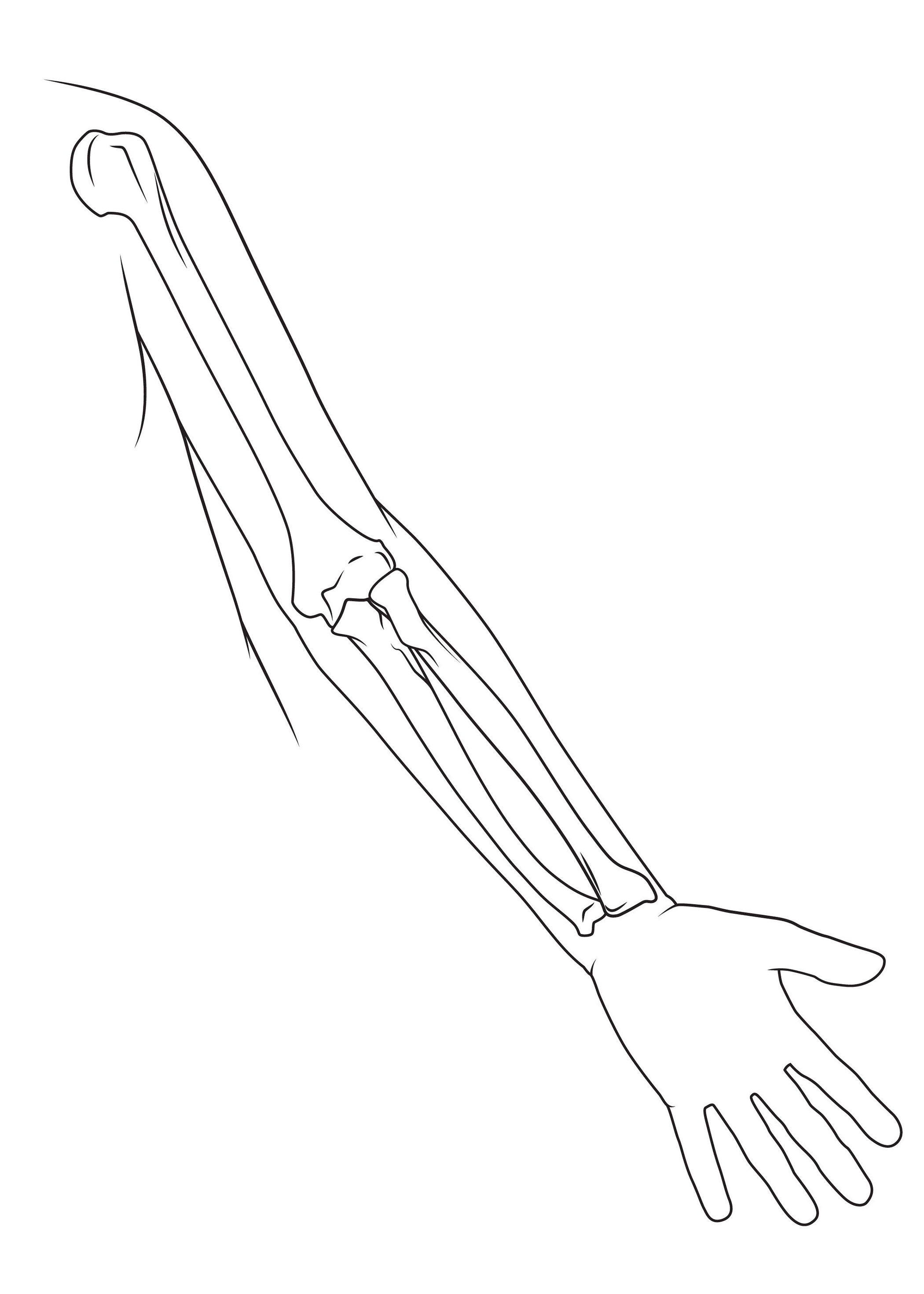 2100x2940 Bones Of The Arm Anatomy Sketch - Sketch Bones