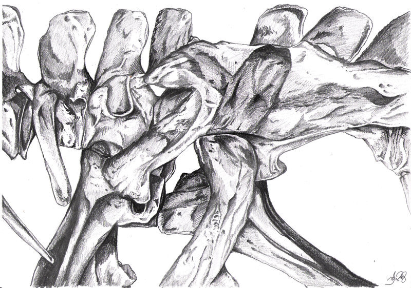 800x562 Dino Bones Sketch By Jaycosplay - Sketch Bones