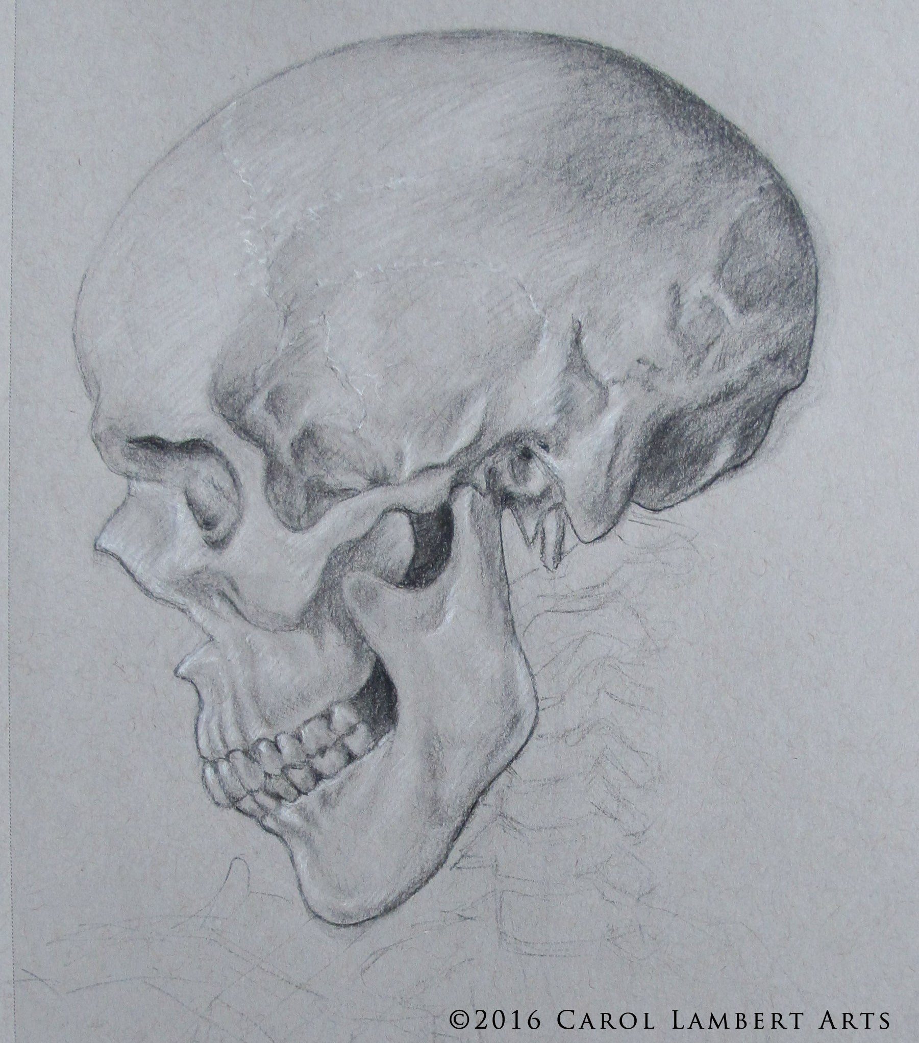 1801x2044 Drawing Skulls, Animal And Human - Sketch Bones