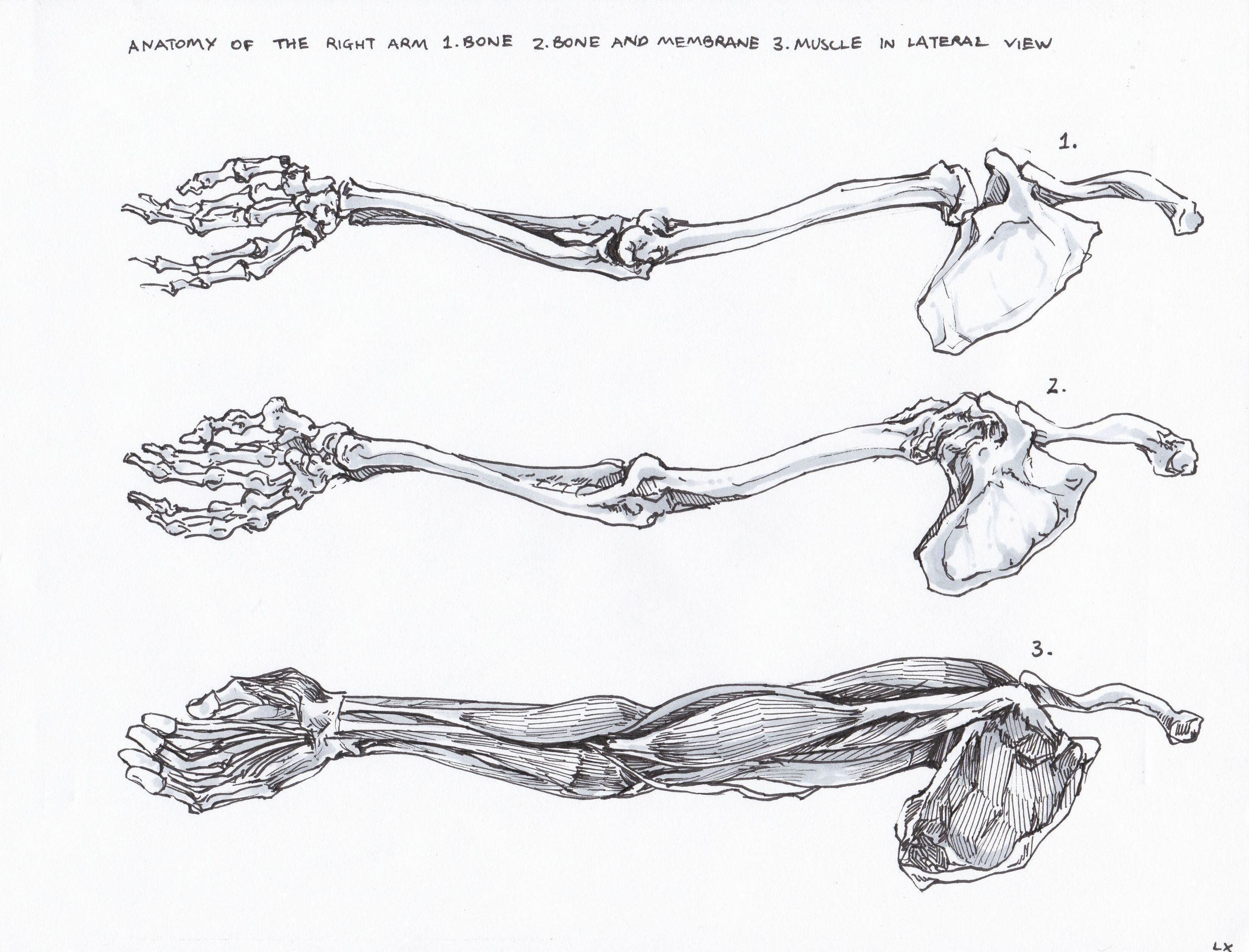 2472x1884 Anatomy Sketch Collection 001 - Sketch Bones