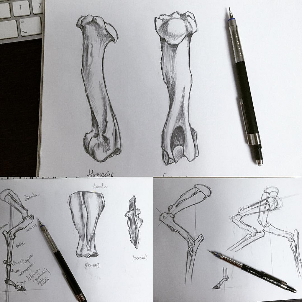 1024x1024 Horse Bone Drawing - Sketch Bones