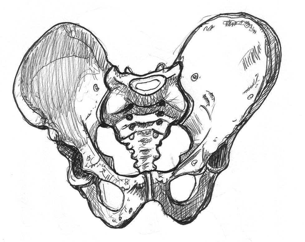 978x776 Bone Sketches Sunbearer - Sketch Bones