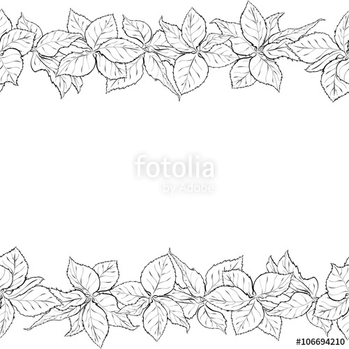 500x500 Hand Drawn Seamless Border With Foliage Of Rose. Monochrome Leaf - Sketch Border