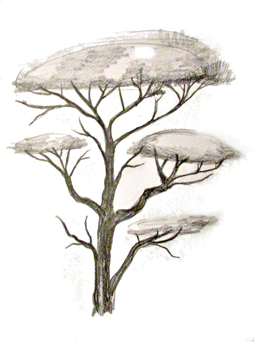 513x690 How To Draw A Tree - Sketch Branch