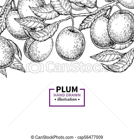 450x470 Plum Branch Vintage Border. Hand Drawn Isolated Fruit Frame - Sketch Branch