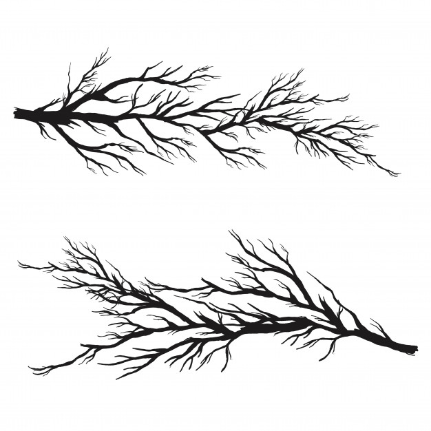 626x626 Branch Vectors, Photos And Psd Files Free Download - Sketch Branch