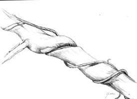 275x200 Twisted Branch Sketch - Sketch Branch