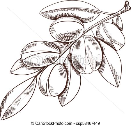 450x434 Vector Argan Branch Sketch, Outline Drawing Background, Argania - Sketch Branch