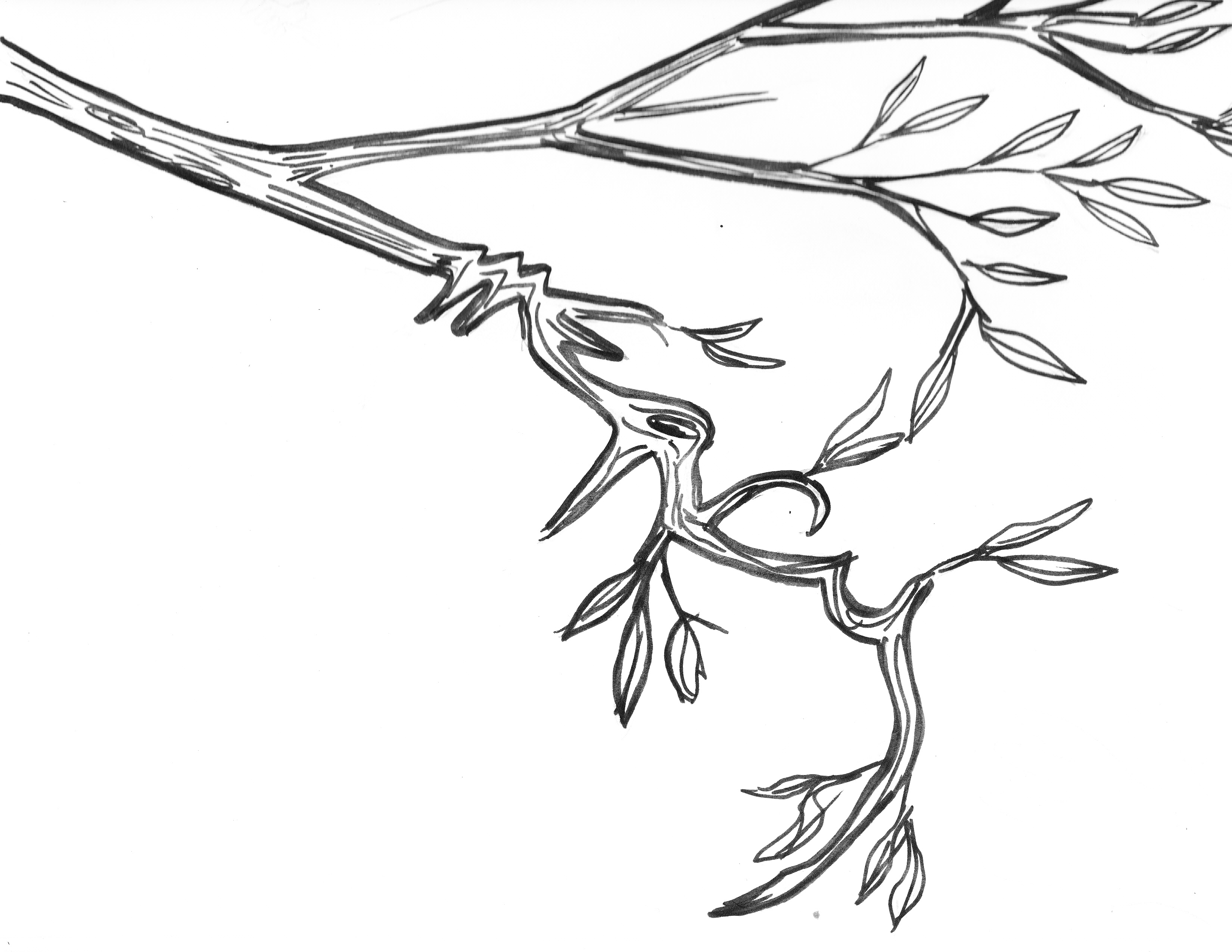 3300x2550 Branch - Sketch Branch