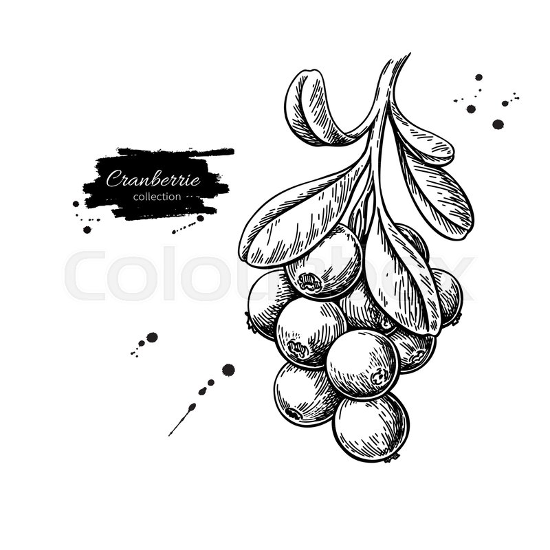 800x800 Cranberry Vector Drawing. Isolated Berry Branch Sketch On White - Sketch Branch